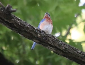 Photo Bluebird at Mordecai Park in Raleigh by Glenda Ryan